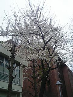 新宿文化センターの桜
