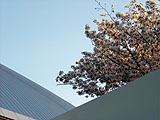 ドームと桜