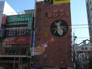 シロアリ