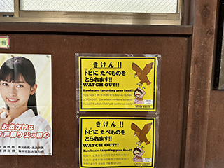 トビ注意