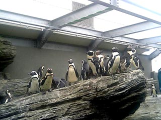 ペンギンちゃ〜ん