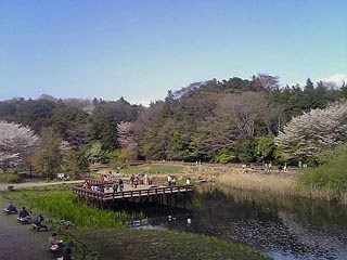 泉の森 しらかしの池