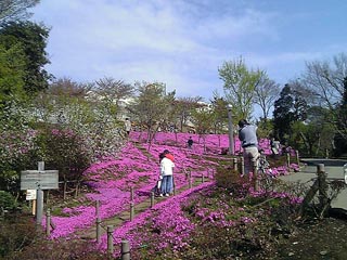 シバザクラ1