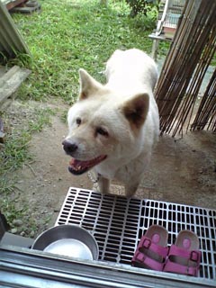 うちの犬
