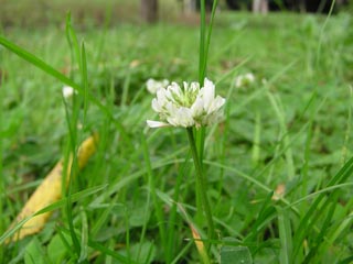 シロツメクサの花