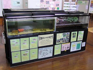 自然観察センターの水槽