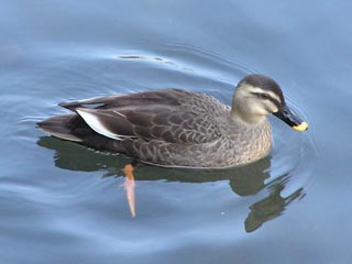 親水公園5