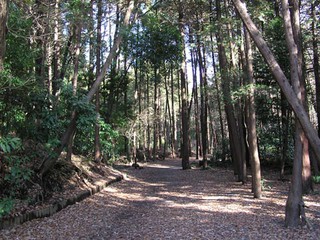 泉の森4