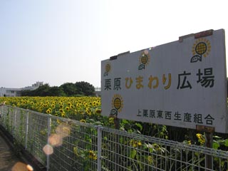 栗原ひまわり広場その1