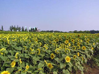 栗原ひまわり広場その2