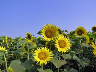 夏っぽい写真