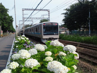 紫陽花と3000形